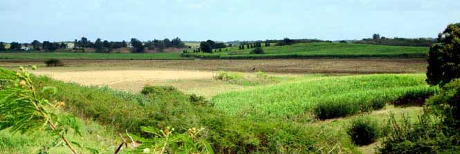 Agriculture Grande-Terre